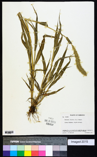 Setaria italica image