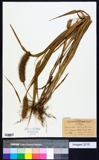 Setaria italica image