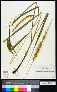 Setaria macrosperma image