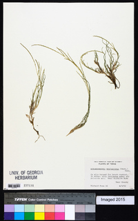 Schedonnardus paniculatus image