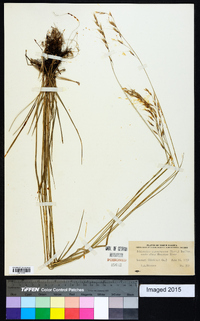 Schizachne purpurascens image