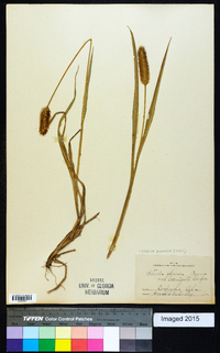 Setaria pumila image