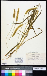 Setaria pumila image