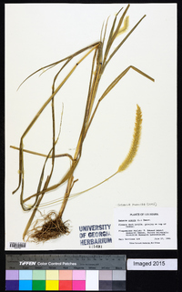 Setaria pumila image