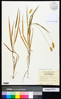 Setaria pumila image