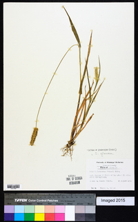 Setaria pumila image