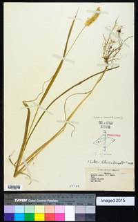 Setaria pumila image