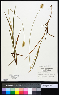 Setaria pumila image