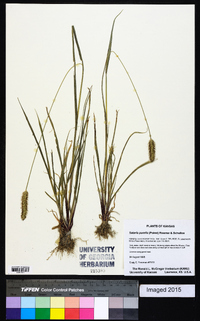 Setaria pumila image