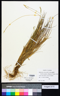 Setaria sphacelata image