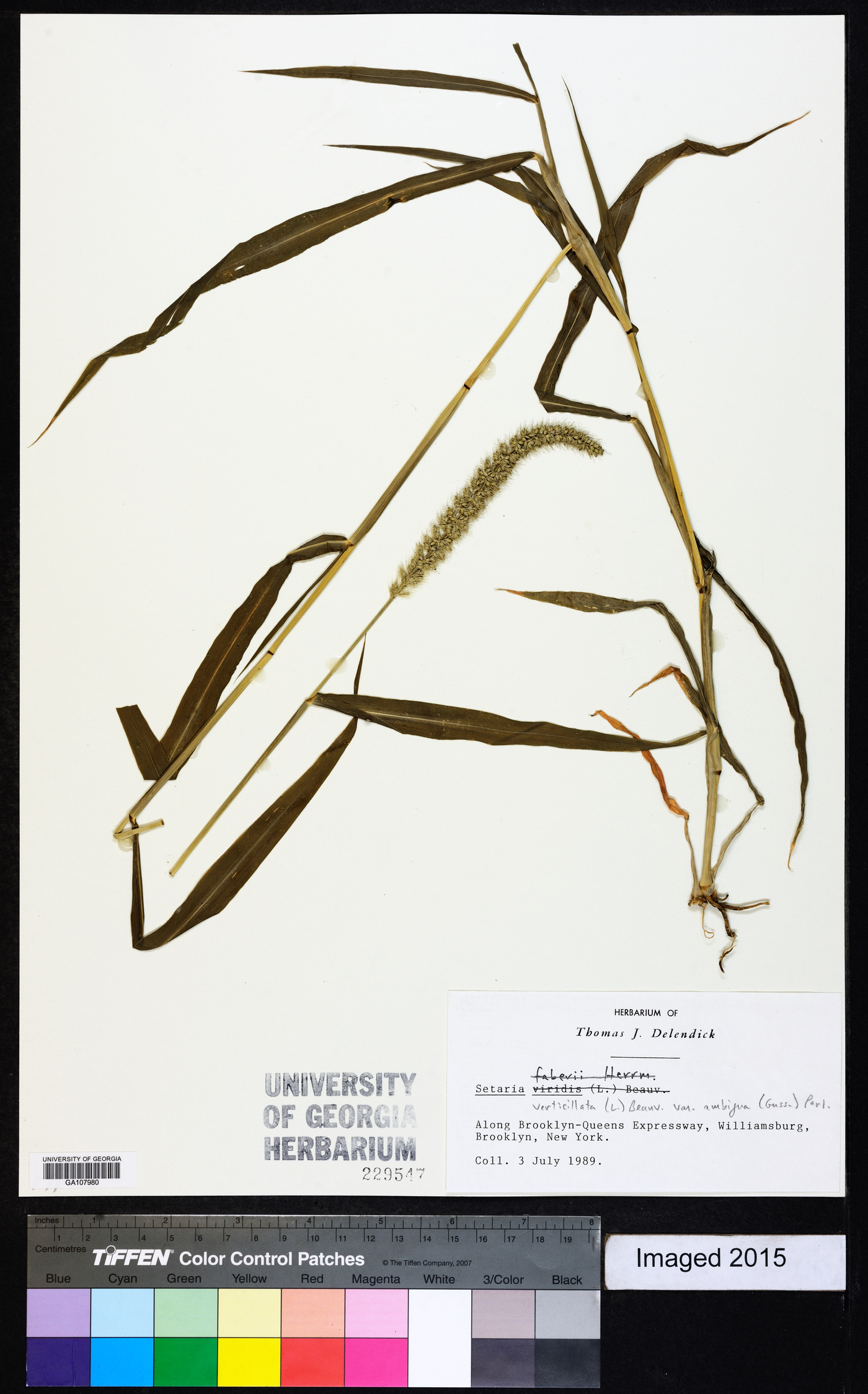 Setaria verticilliformis image