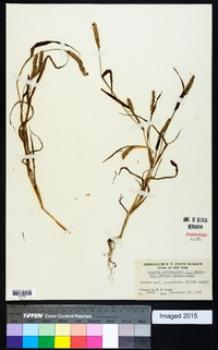 Setaria verticilliformis image