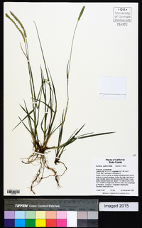 Setaria sphacelata image