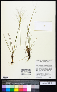 Elymus elymoides subsp. elymoides image