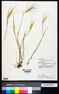 Elymus elymoides subsp. elymoides image