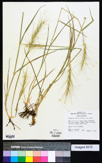 Elymus elymoides subsp. elymoides image