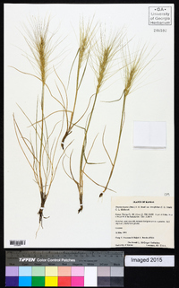 Elymus elymoides subsp. brevifolius image