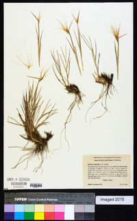 Elymus multisetus image