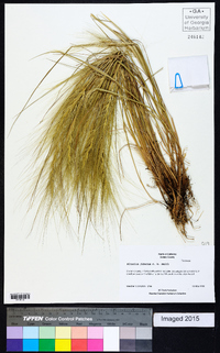 Elymus multisetus image