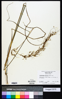 Sorghastrum elliottii image