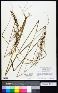 Sorghastrum elliottii image