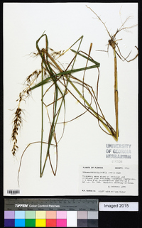 Sorghastrum elliottii image