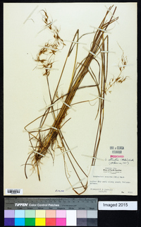 Sorghastrum elliottii image