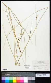 Sorghastrum elliottii image