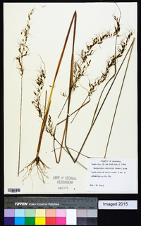 Sorghastrum elliottii image