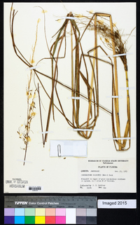 Sorghastrum elliottii image