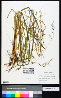 Sorghastrum elliottii image