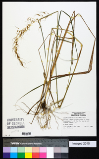 Sorghastrum elliottii image