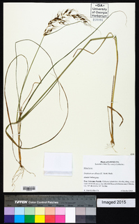 Sorghastrum elliottii image