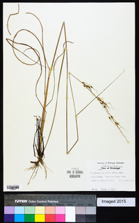 Sorghastrum elliottii image