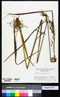 Sorghastrum elliottii image