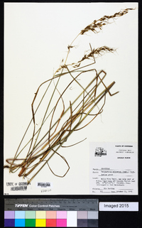 Sorghastrum elliottii image