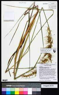 Sorghastrum secundum image