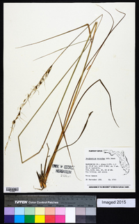 Sorghastrum secundum image