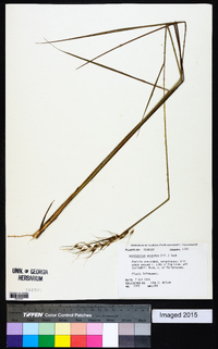 Sorghastrum secundum image