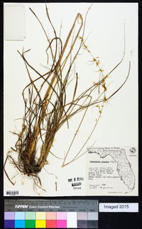 Sorghastrum secundum image