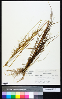 Sorghastrum secundum image