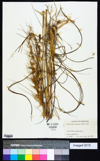 Sorghastrum secundum image