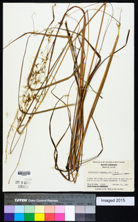 Sorghastrum secundum image