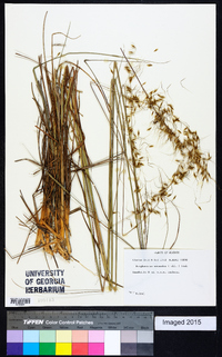 Sorghastrum secundum image