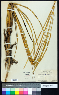 Spartina alterniflora image