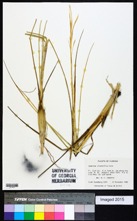 Spartina alterniflora image