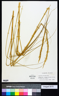 Spartina alterniflora image