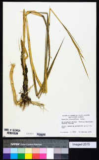 Spartina alterniflora image