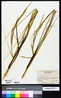 Spartina alterniflora image