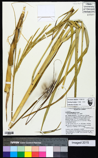 Spartina alterniflora image